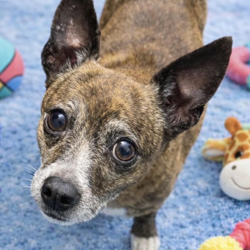 Enlarge Neville, a Adoptable Chihuahua in Hudson, IL image 2/2