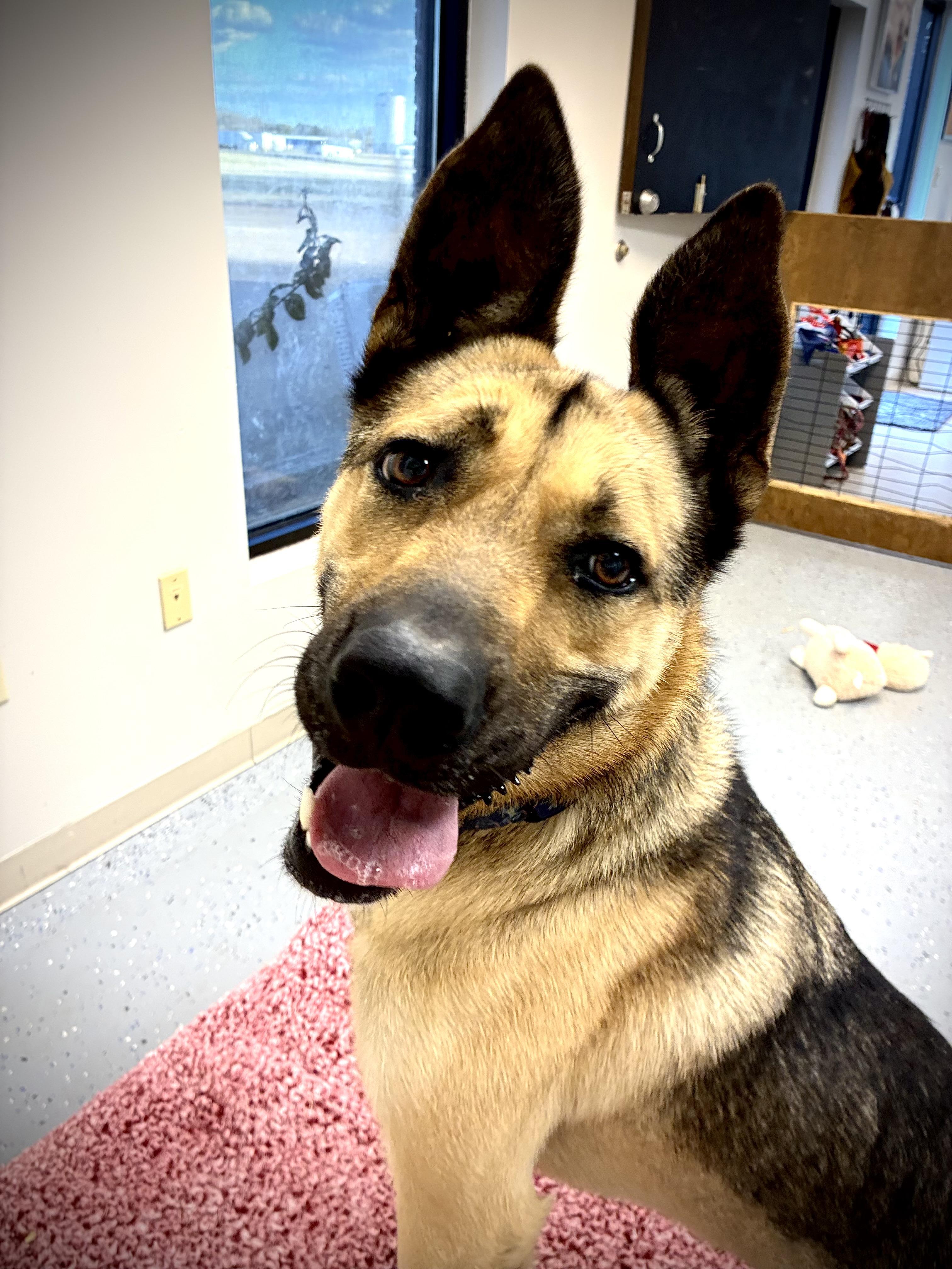 Harley, an adopted mixed breed in Senatobia, MS image 1/4