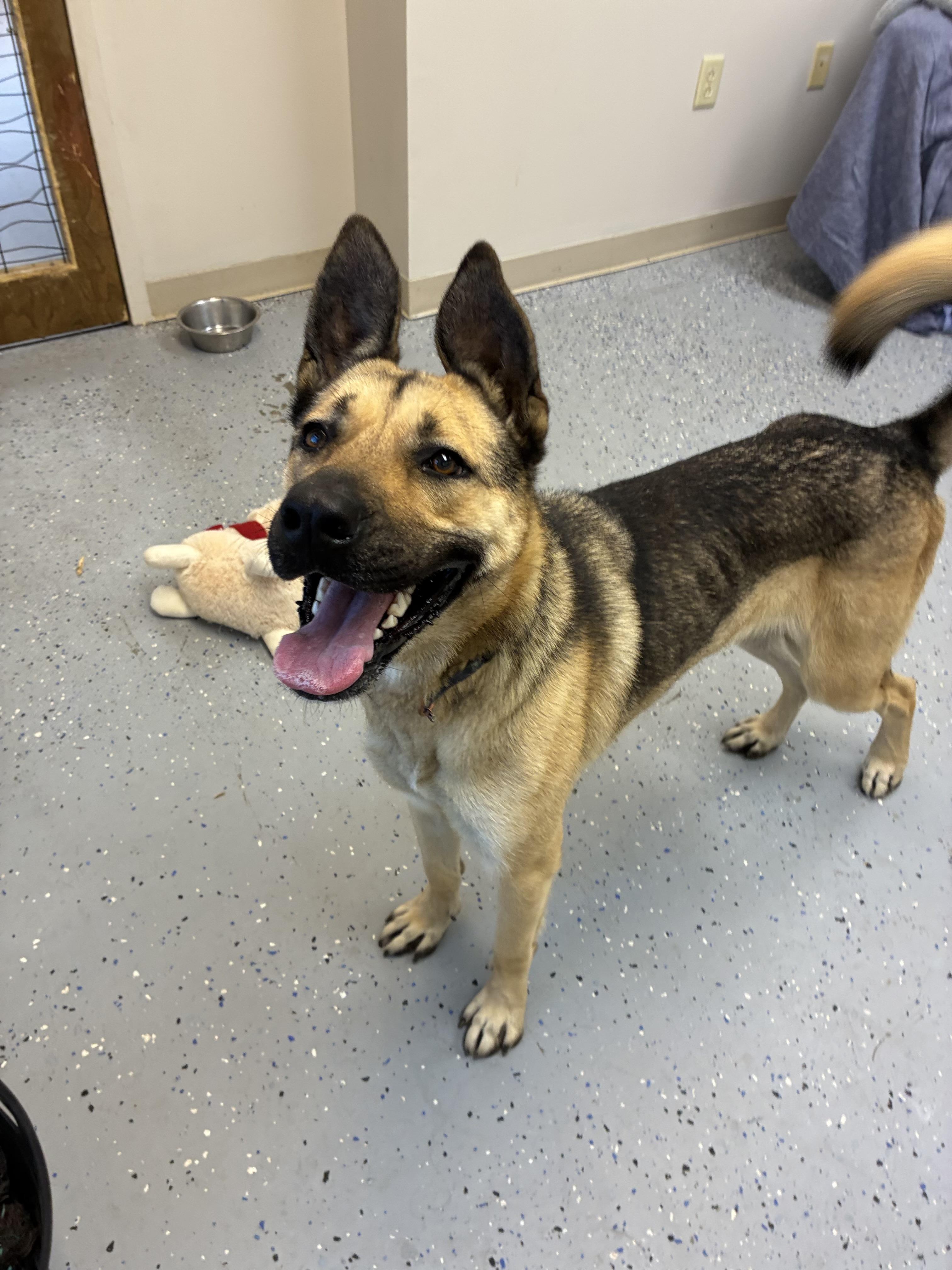 Harley, an adopted mixed breed in Senatobia, MS image 2/4