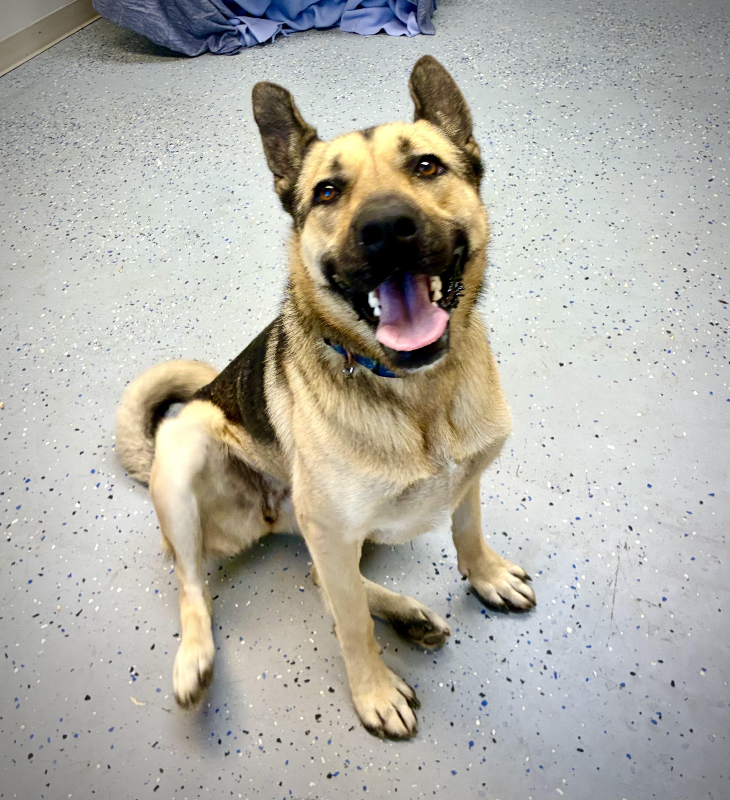 Harley, an adopted mixed breed in Senatobia, MS image 3/4