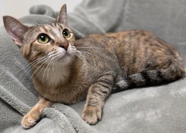 Dora, ADOPTABLE, Adult Female Domestic Short Hair.