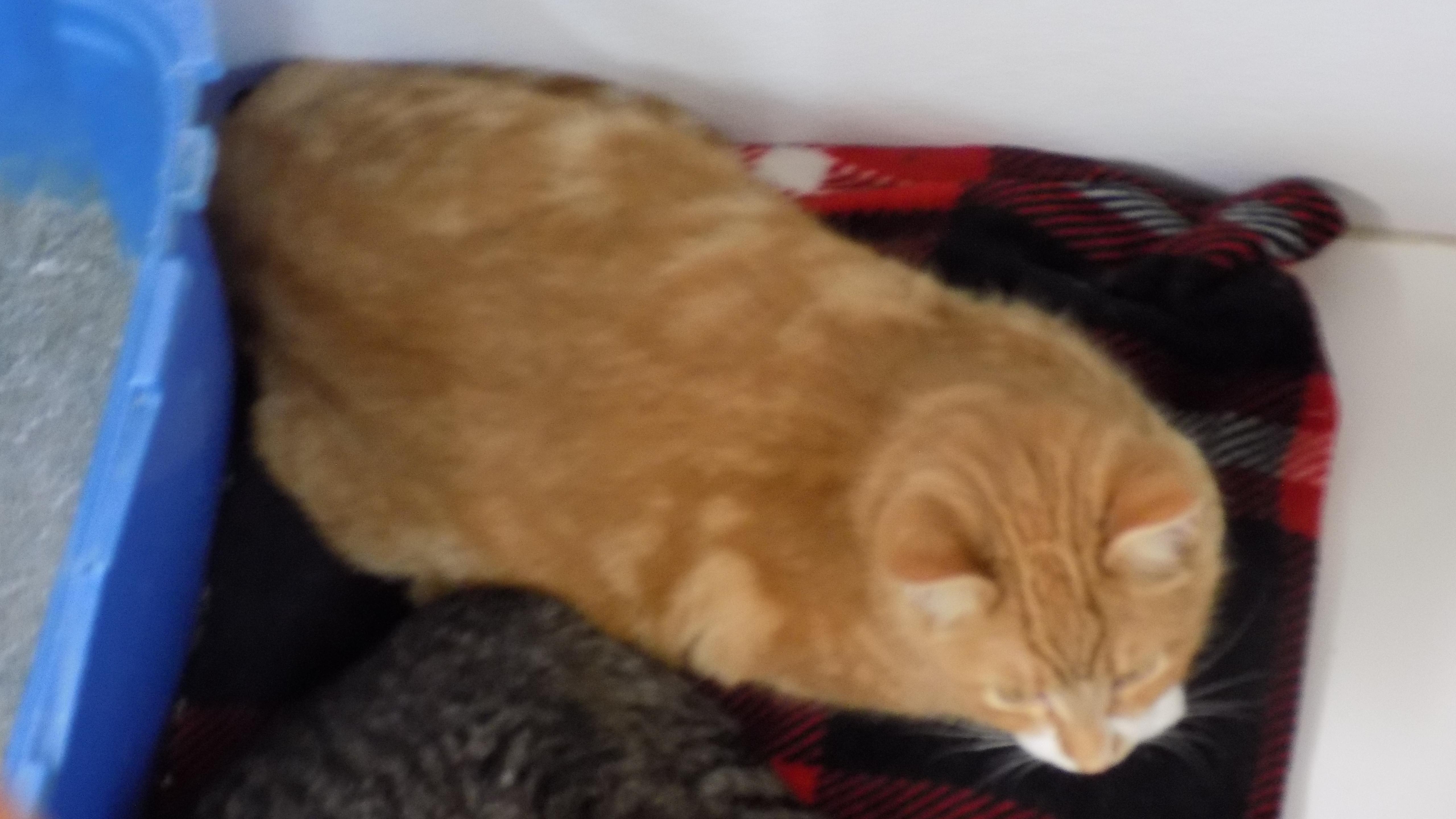 Enlarge Max, a ADOPTABLE Domestic Short Hair in Savanna, IL image 2/2