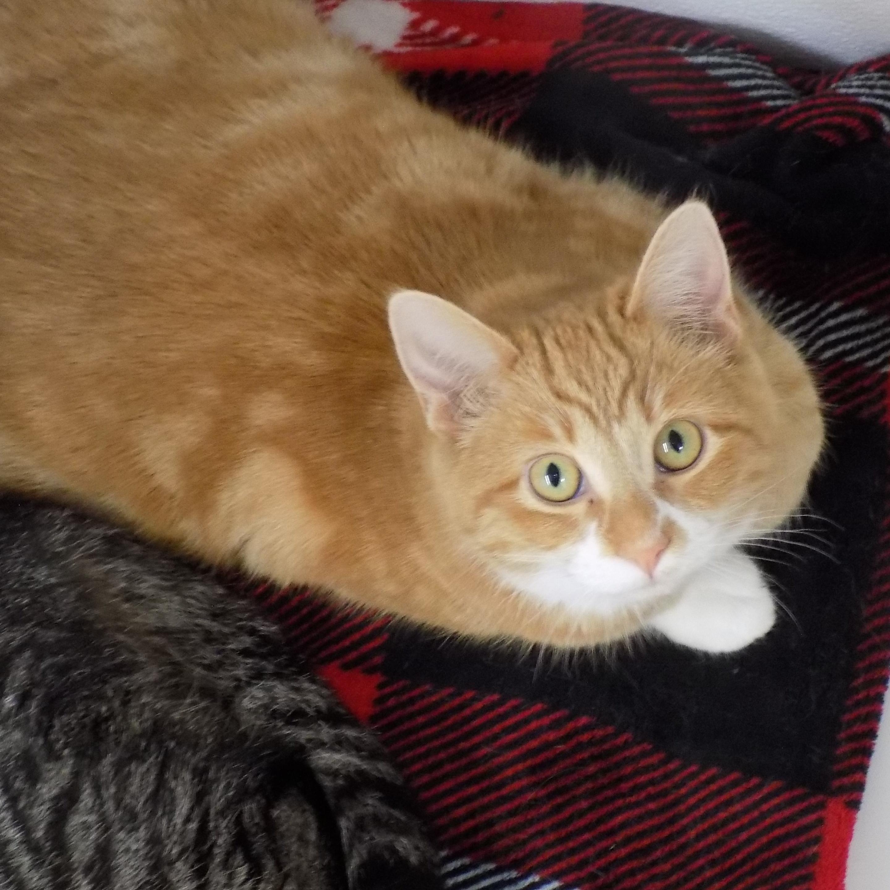 Enlarge Max, an adopted Domestic Short Hair in Savanna, IL image 1/1