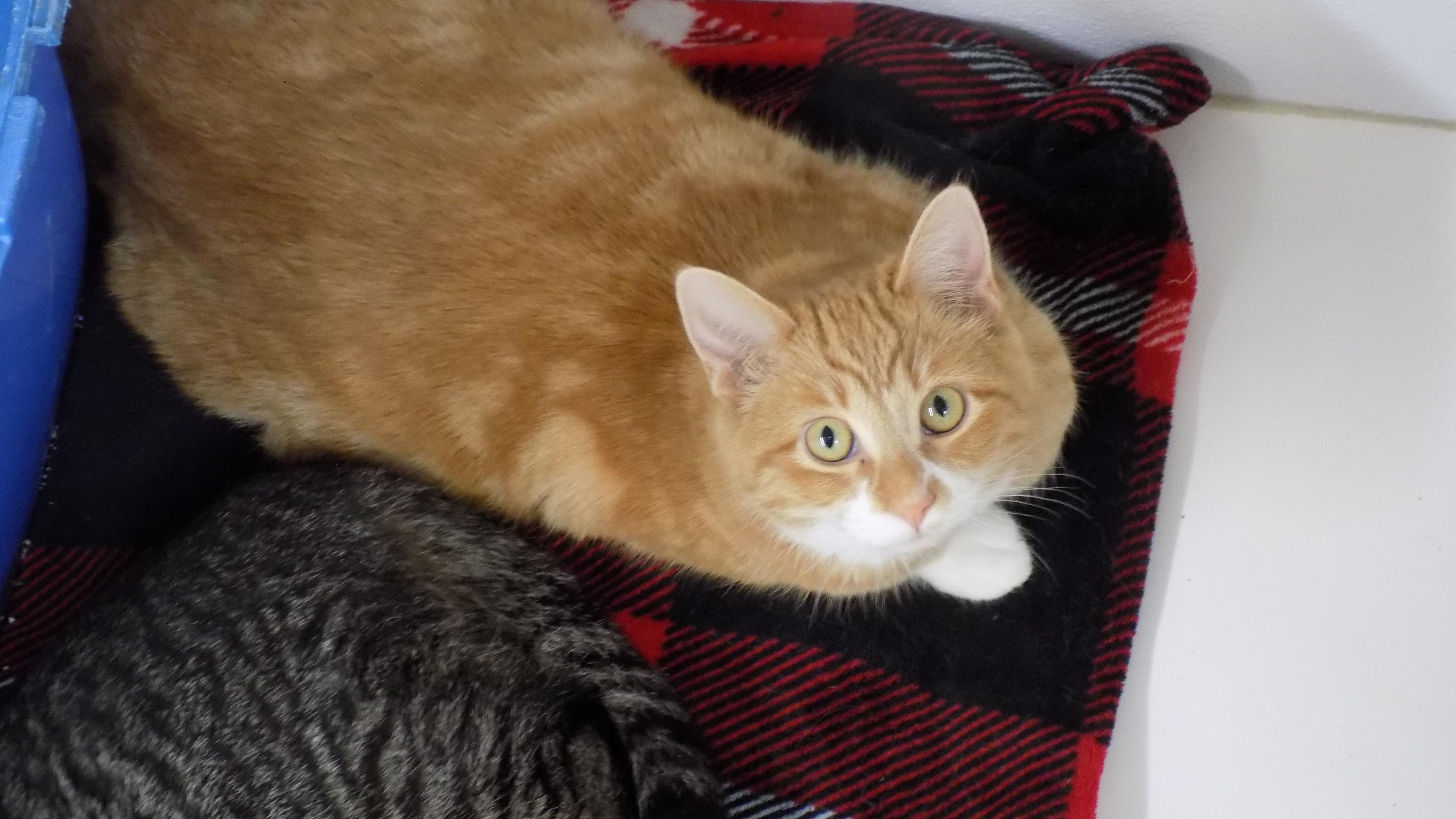 Enlarge Max, a ADOPTABLE Domestic Short Hair in Savanna, IL image 1/2