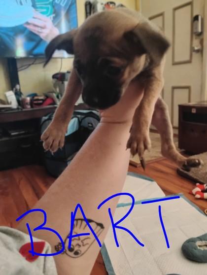 Bart 50892, ADOPTABLE, Puppy Male Mixed Breed.