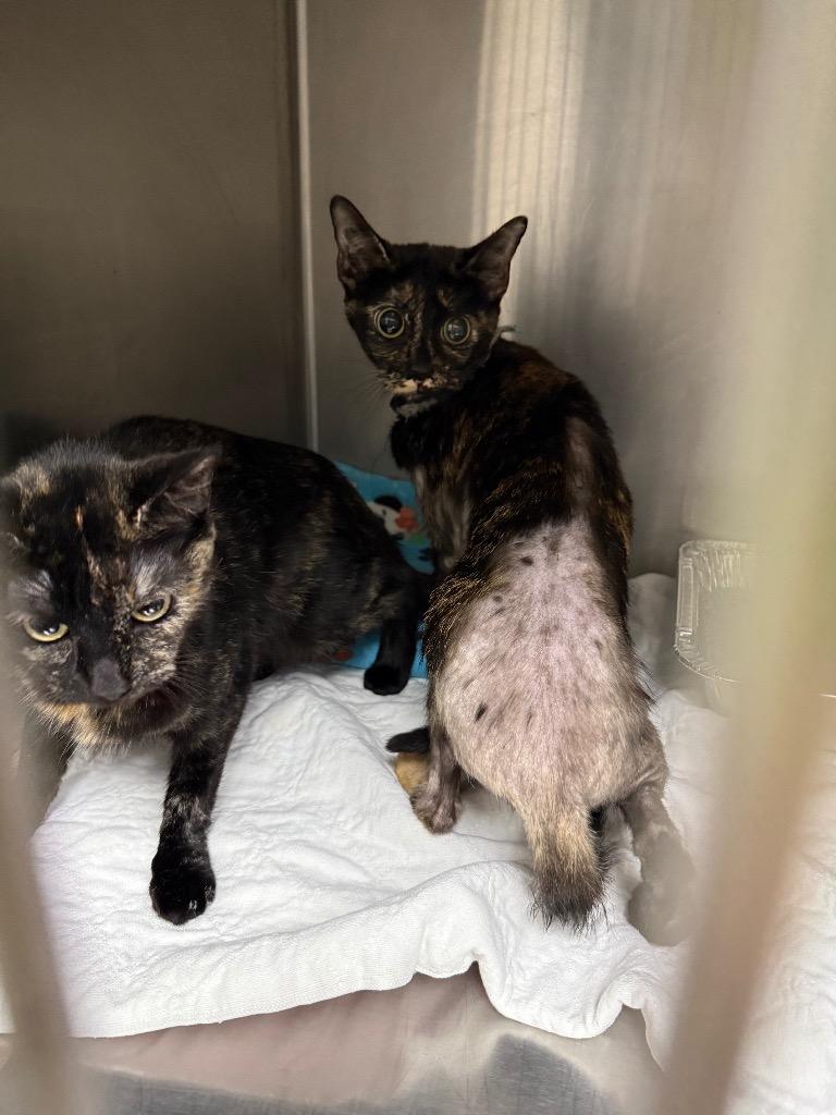 Gidget, Adoptable, Young Female Domestic Short Hair.