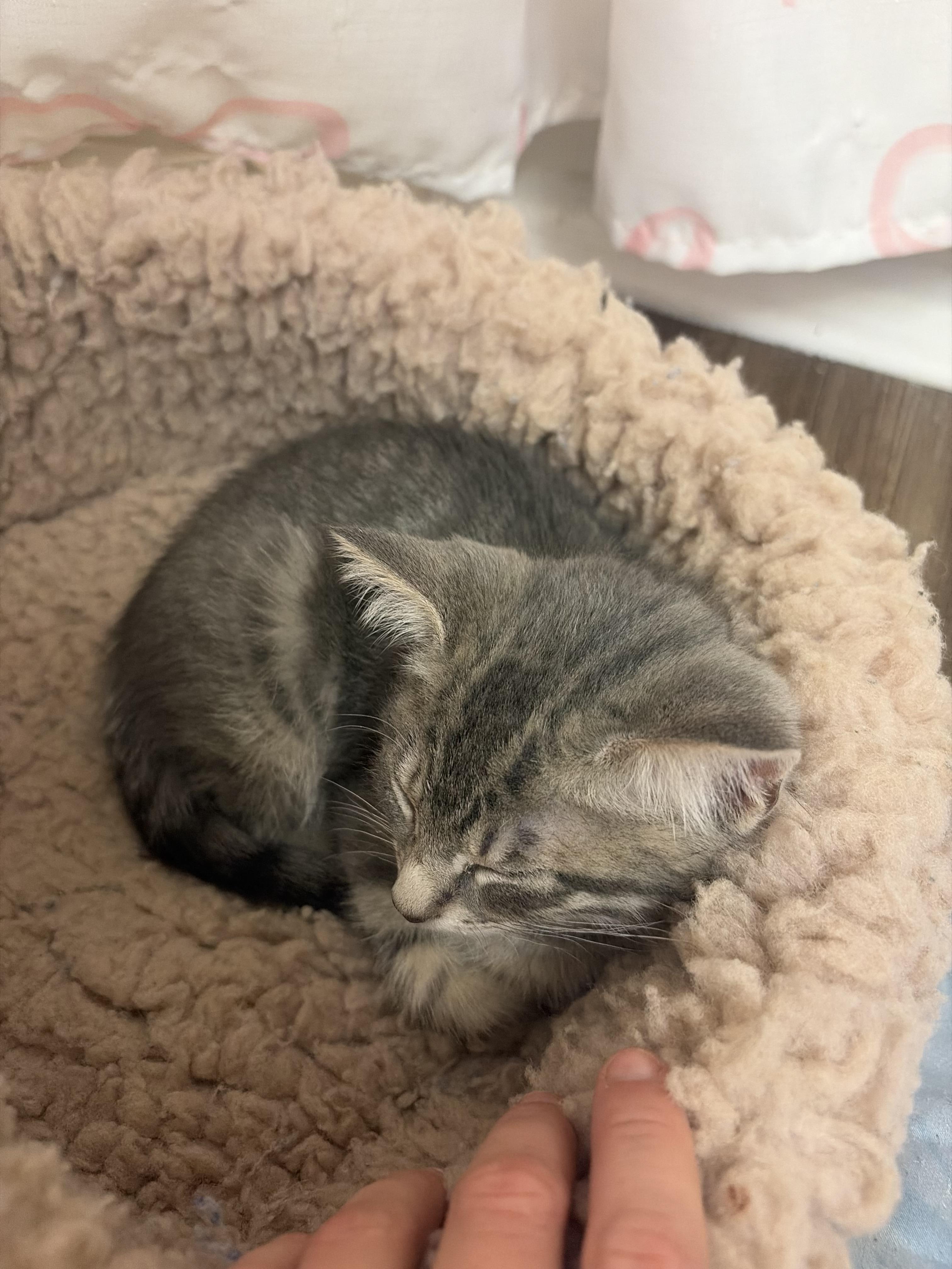 Enlarge Steve Rogers, a Adoptable Domestic Medium Hair in Colbert, GA image 2/2