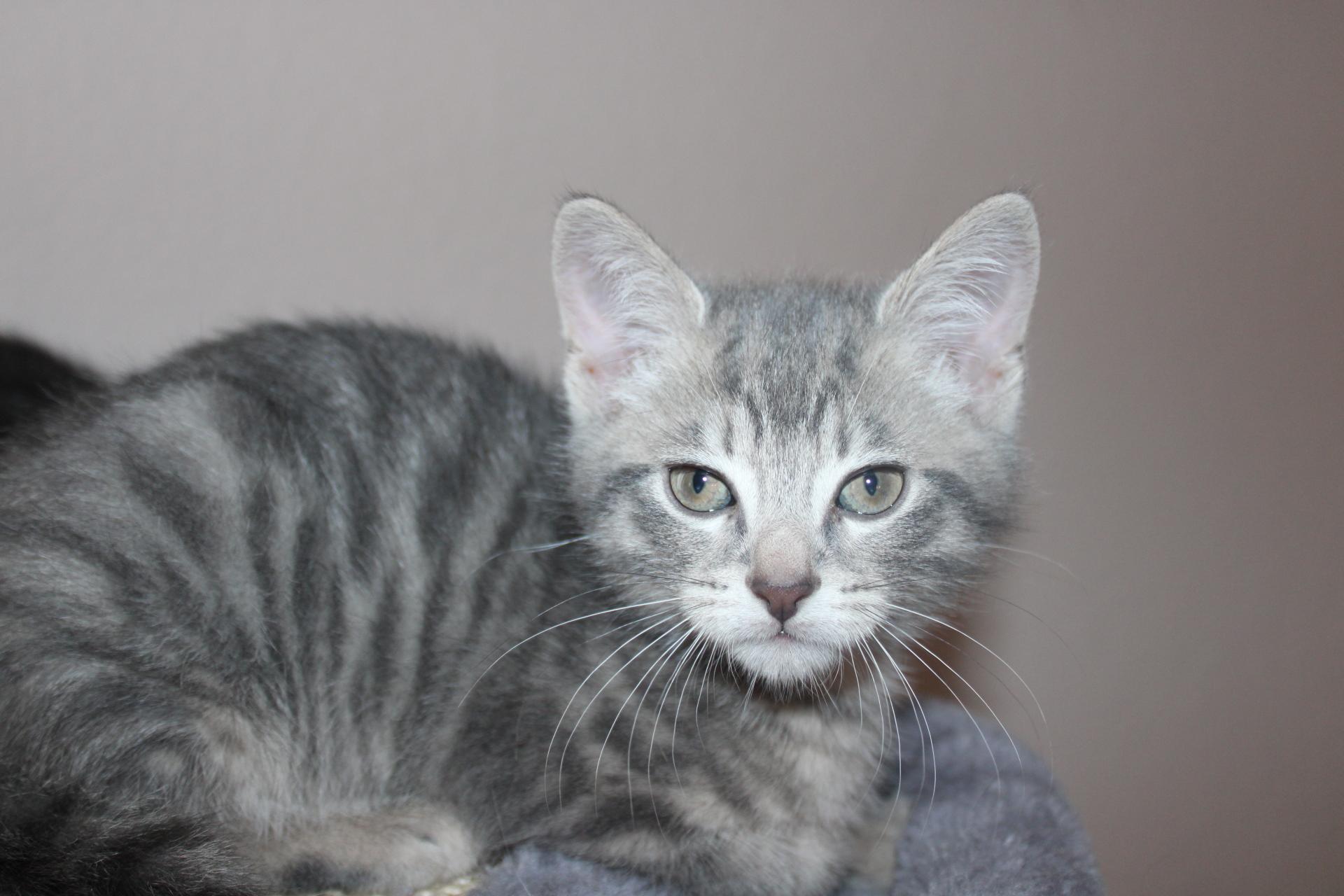 Enlarge Steve Rogers, a Adoptable Domestic Medium Hair in Colbert, GA image 1/2