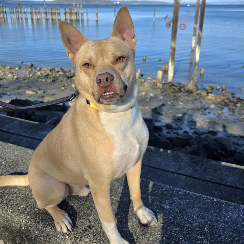 Rasputin, Adoptable, Adult Male Pit Bull Terrier.