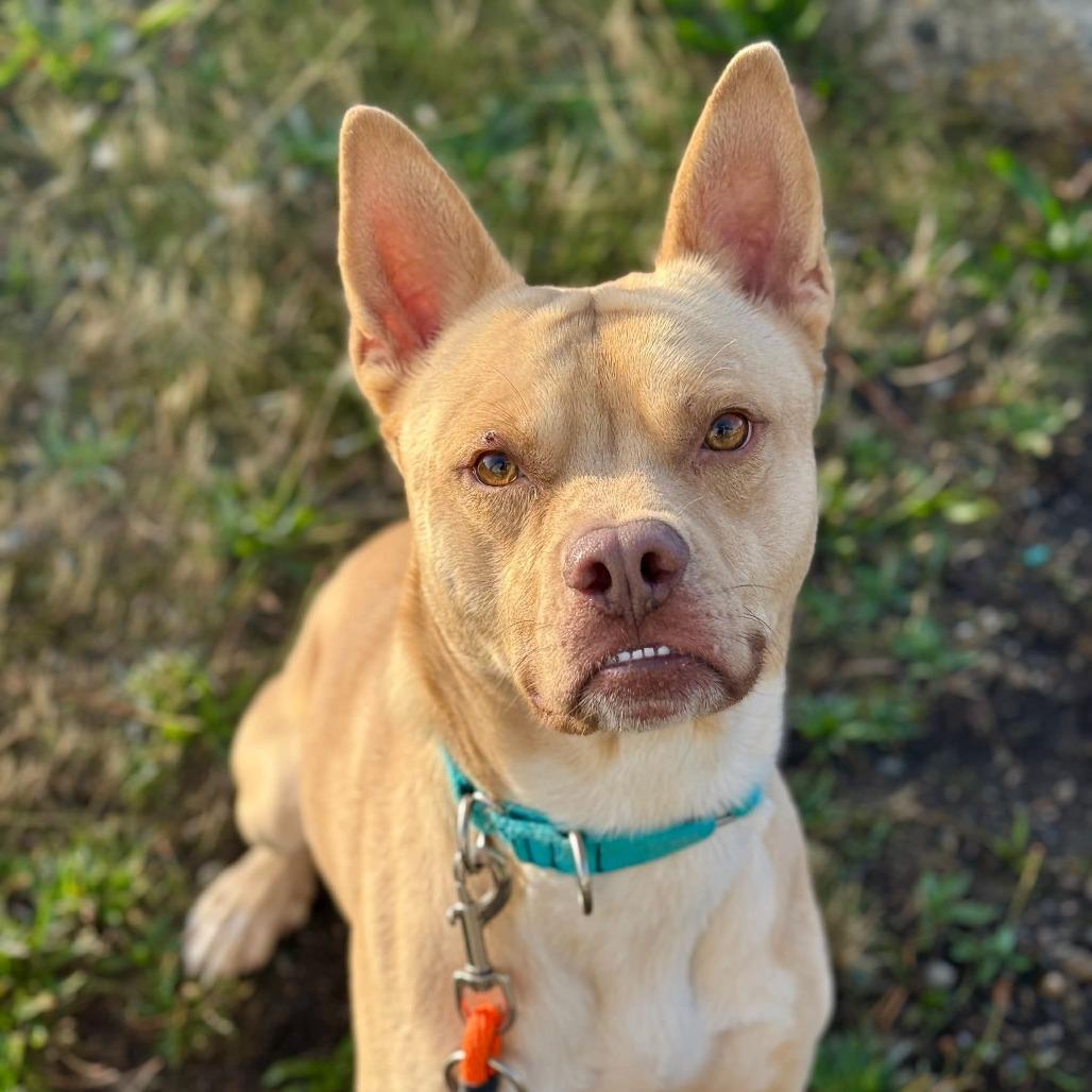 Rasputin, Adoptable, Adult Male Pit Bull Terrier.