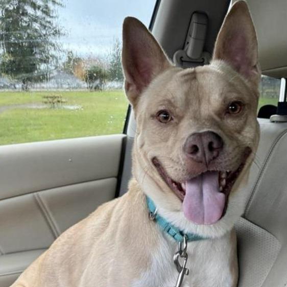 Enlarge Rasputin, a Adoptable mixed breed in Tacoma, WA image 2/2