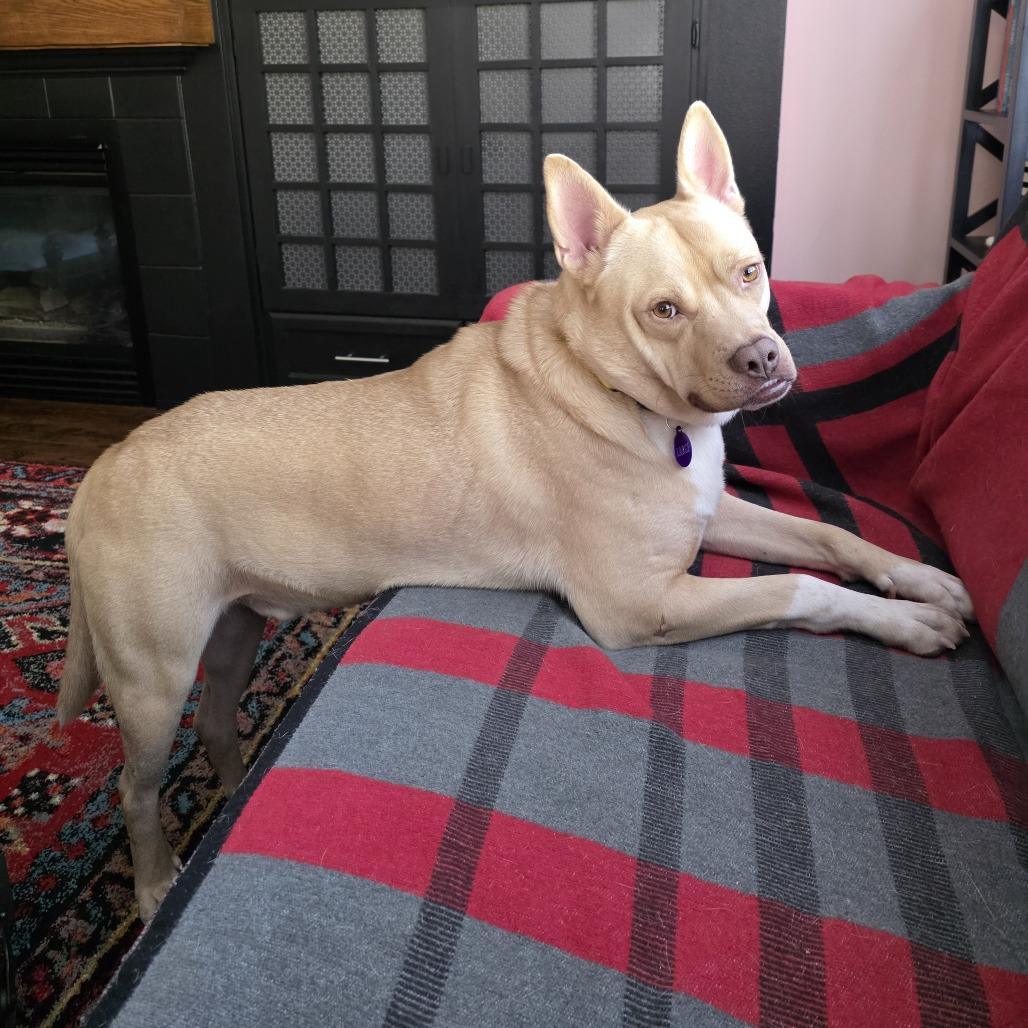 Enlarge Rasputin, a Adoptable mixed breed in Tacoma, WA image 4/4