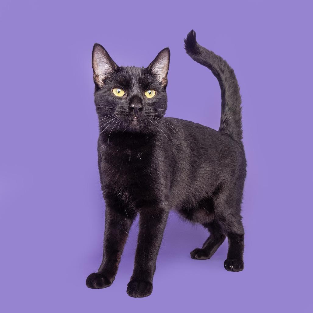 Ralphie, Adoptable, Young Male Domestic Short Hair.