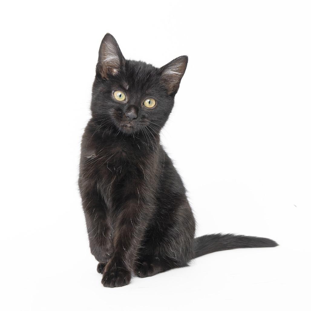 Enlarge Ralphie, a Adoptable Domestic Short Hair in Franklin, TN image 2/3