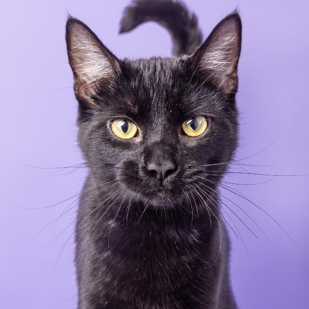 Enlarge Ralphie, a Adoptable Domestic Short Hair in Franklin, TN image 3/3
