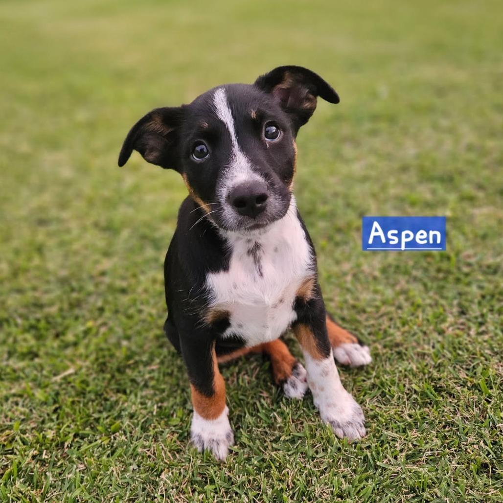 Tree Litter: Aspen thumbnail 2