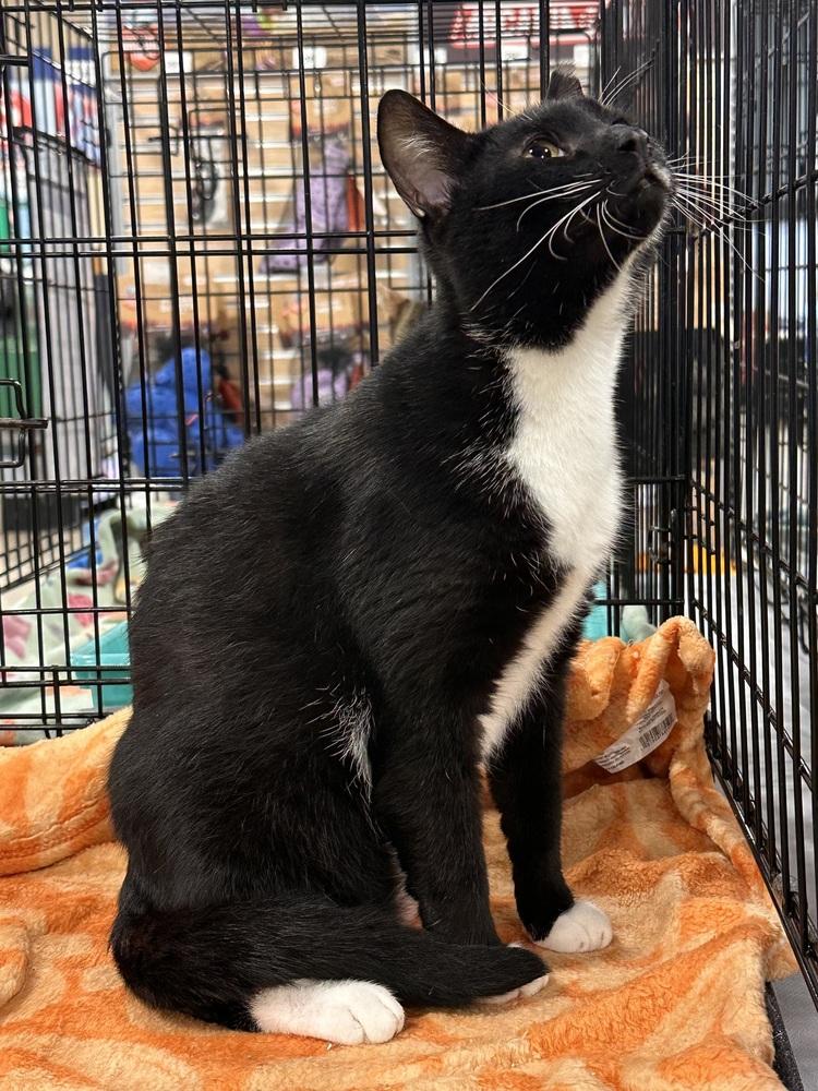 Hub, Adoptable, Adult Male Domestic Short Hair.