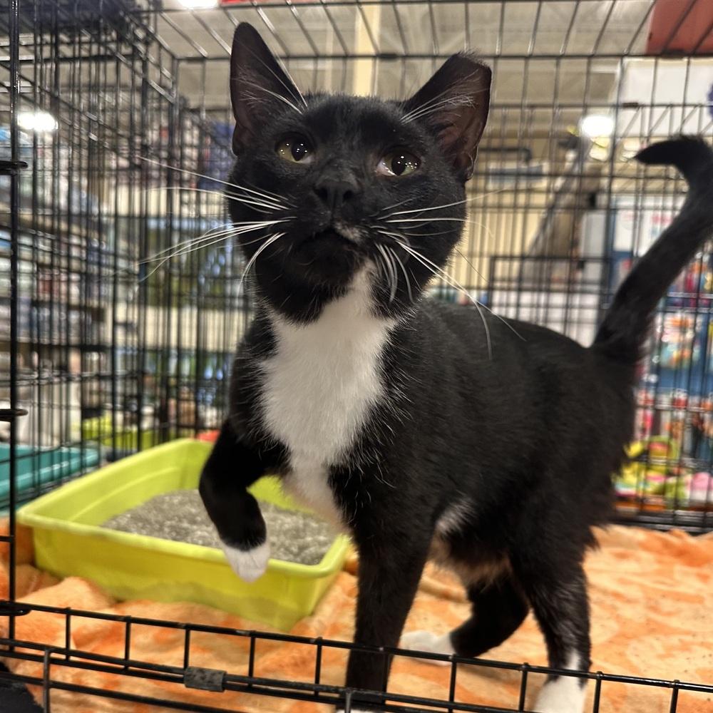 Hub, a Adoptable Domestic Short Hair in Panama City Beach, FL image 2/2