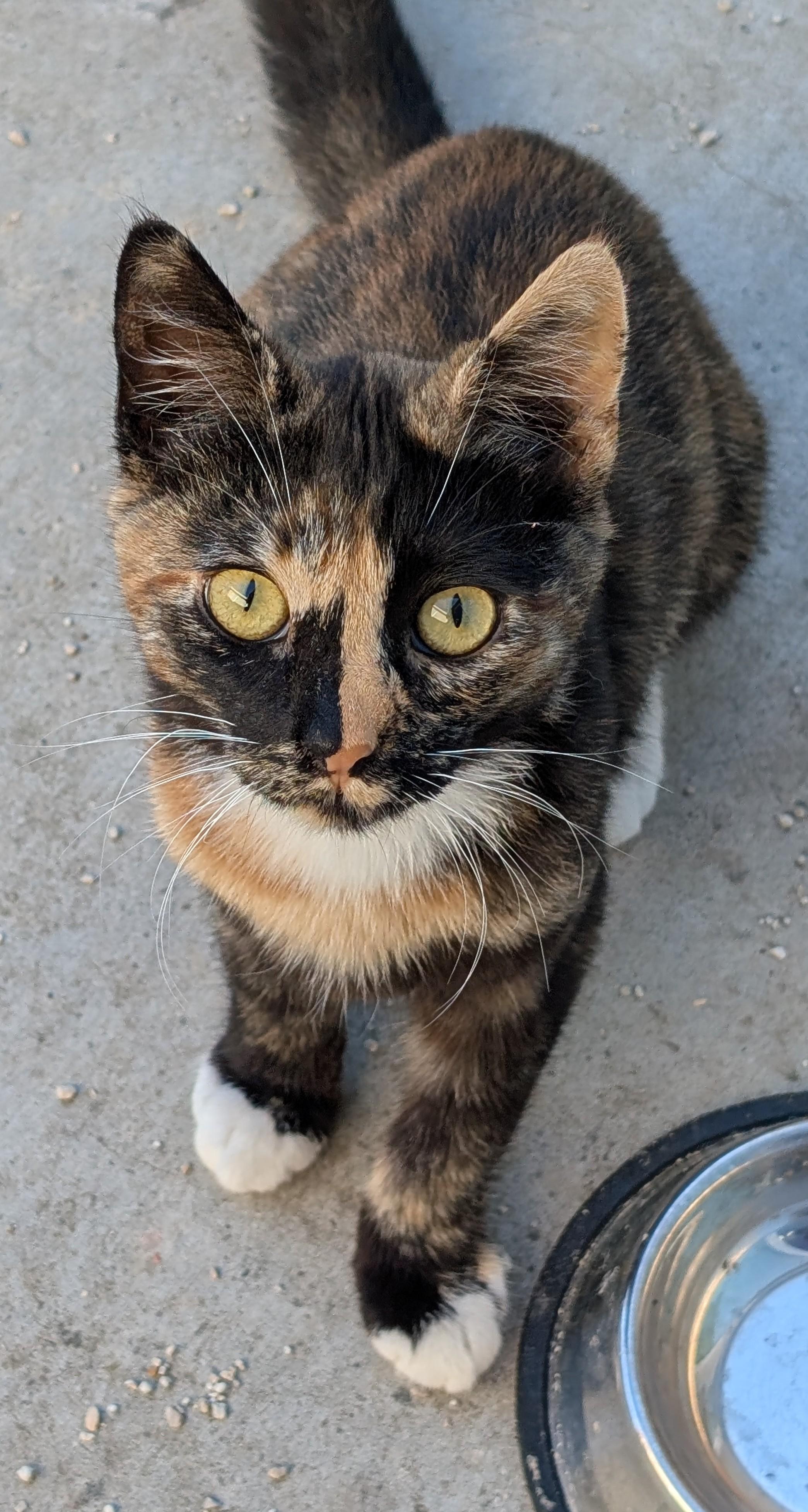 Enlarge Cleo, a ADOPTABLE American Shorthair in Tracy, CA image 1/4