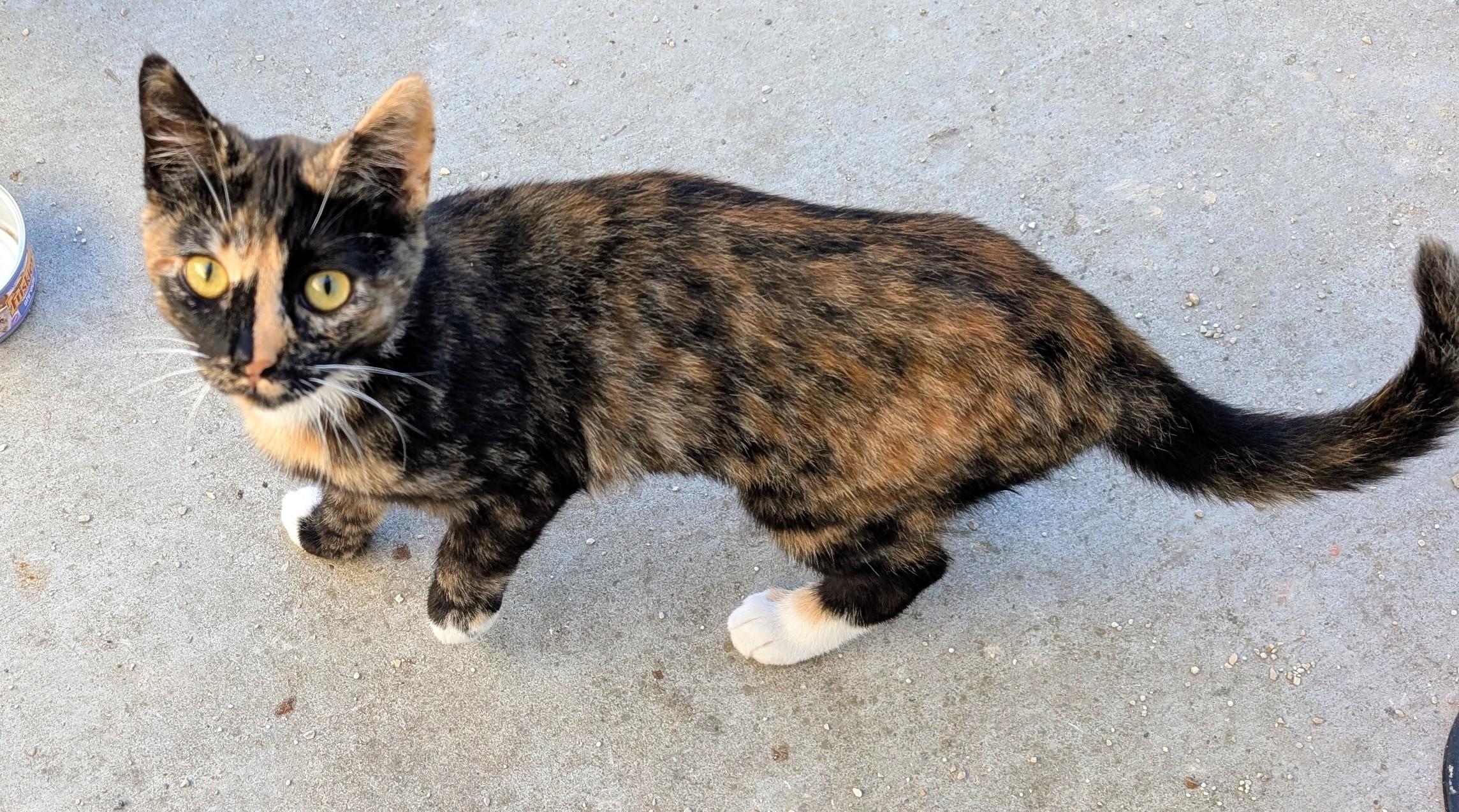 Enlarge Cleo, a ADOPTABLE American Shorthair in Tracy, CA image 3/4