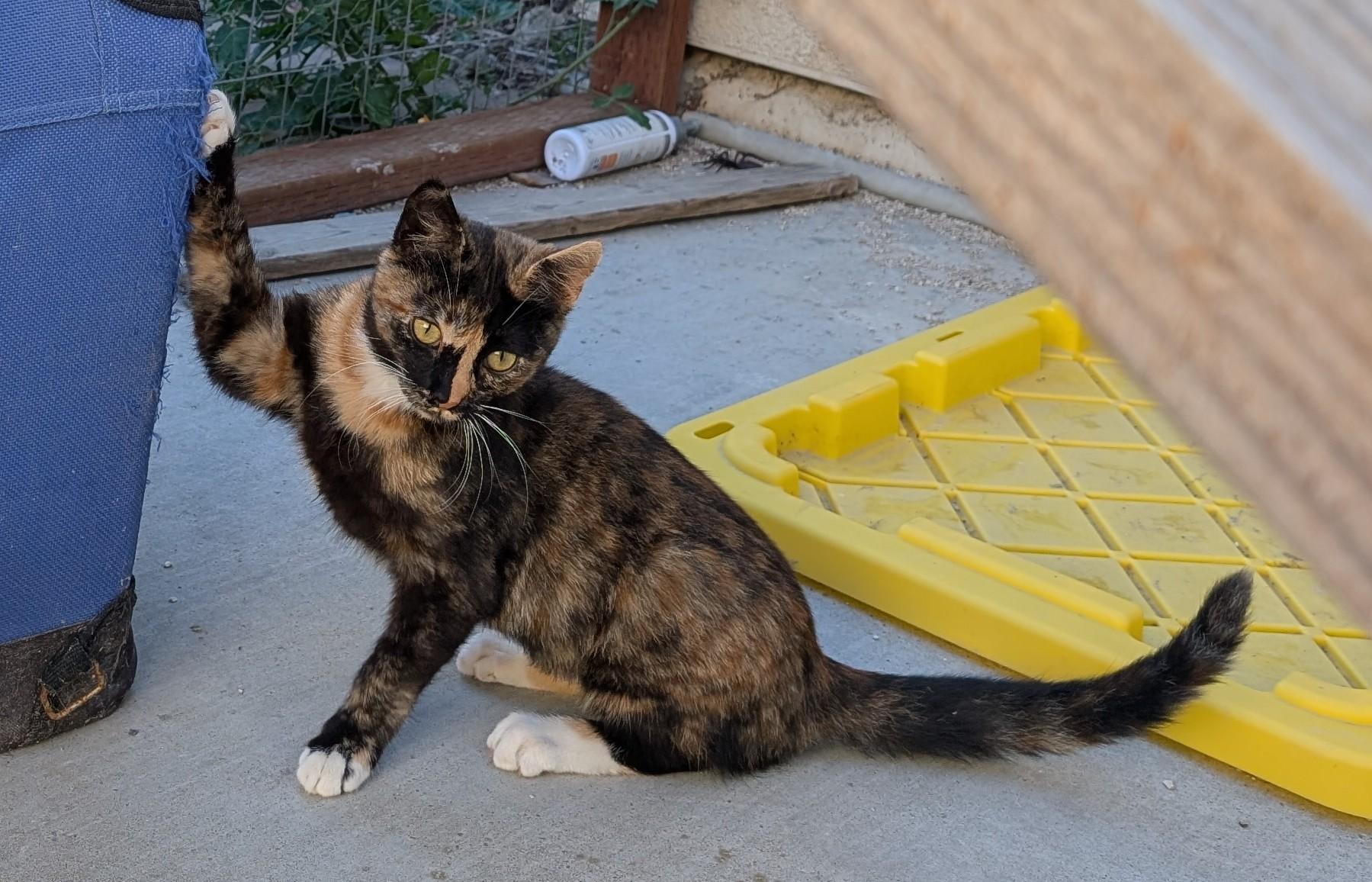 Enlarge Cleo, a ADOPTABLE American Shorthair in Tracy, CA image 2/4