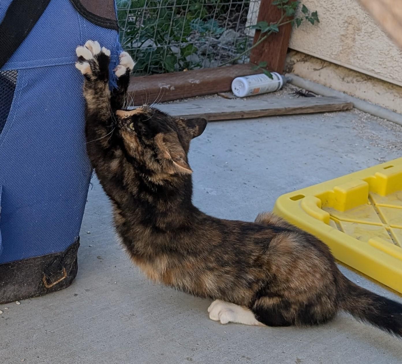 Enlarge Cleo, a ADOPTABLE American Shorthair in Tracy, CA image 4/4