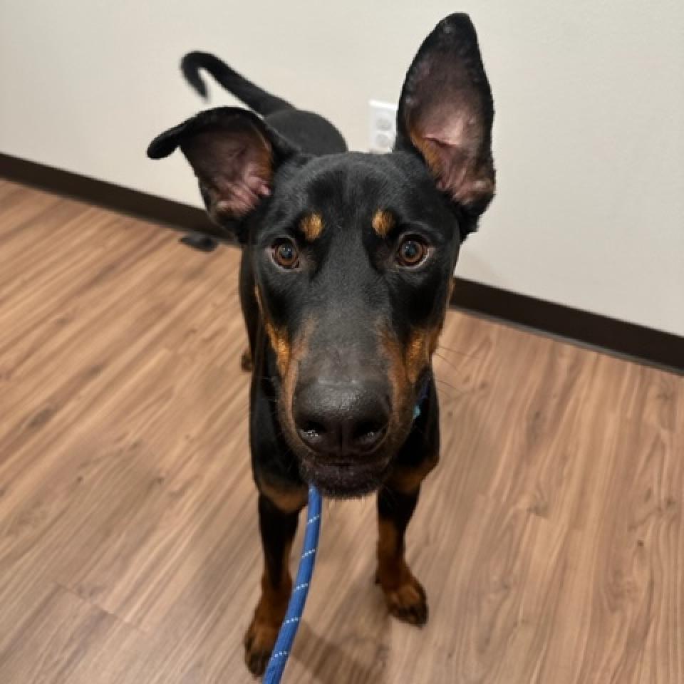 Enlarge Dobby, a Adoptable mixed breed in Plano, TX image 1/6