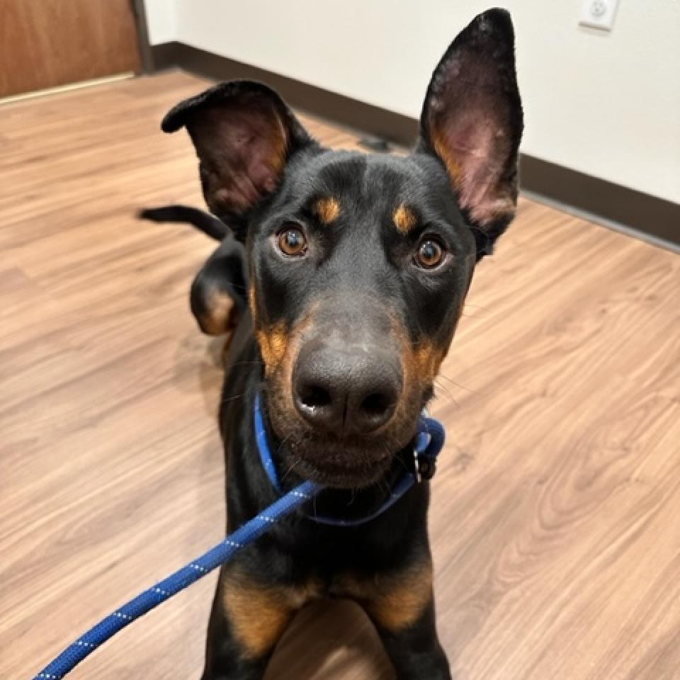 Enlarge Dobby, a Adoptable mixed breed in Plano, TX image 2/6