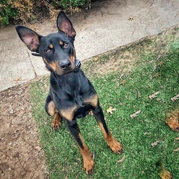 Enlarge Dobby, a Adoptable mixed breed in Plano, TX image 3/6