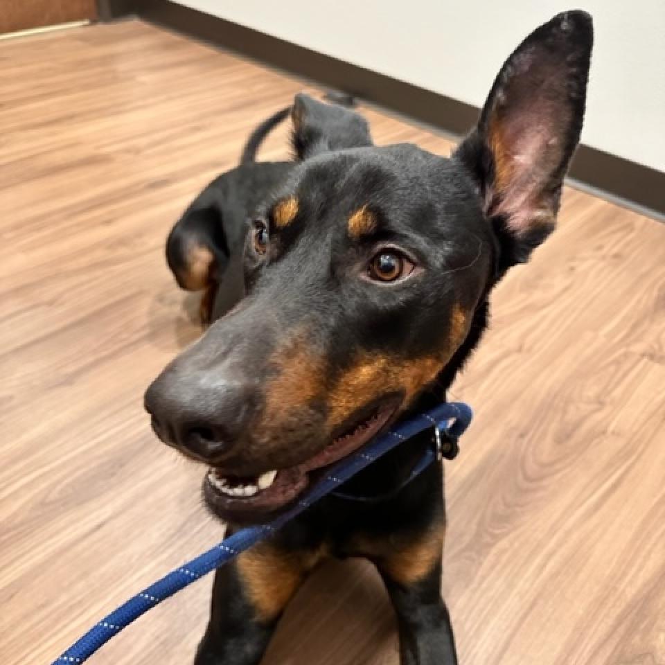 Enlarge Dobby, a Adoptable mixed breed in Plano, TX image 4/6