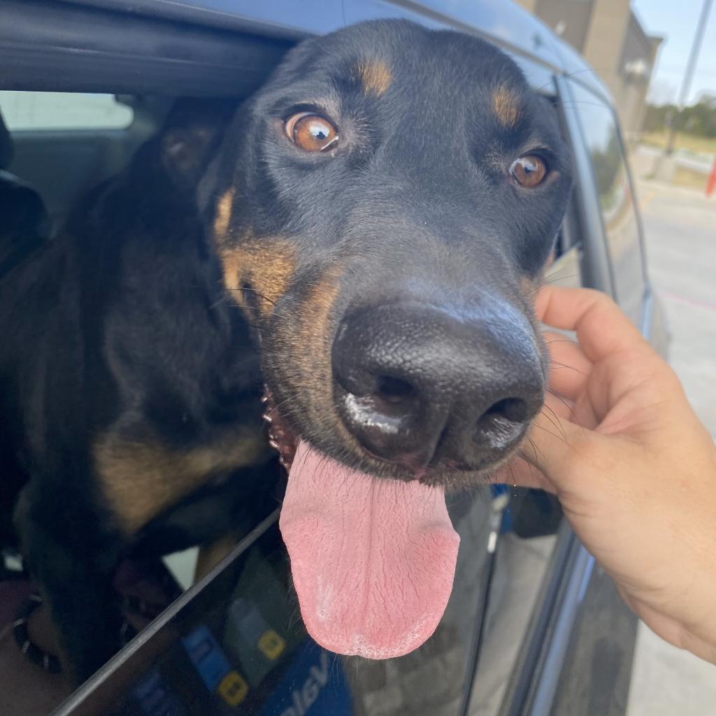 Enlarge Dobby, a Adoptable mixed breed in Plano, TX image 6/6