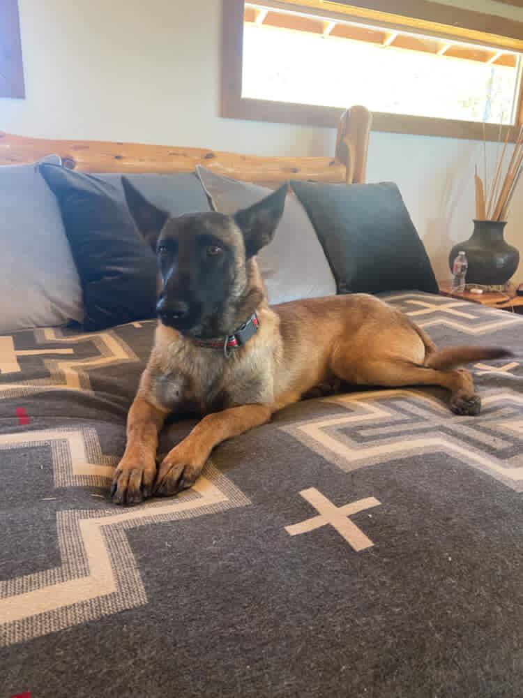 Enlarge Sierra, a Adoptable Belgian Shepherd / Malinois in San Diego, CA image 1/3