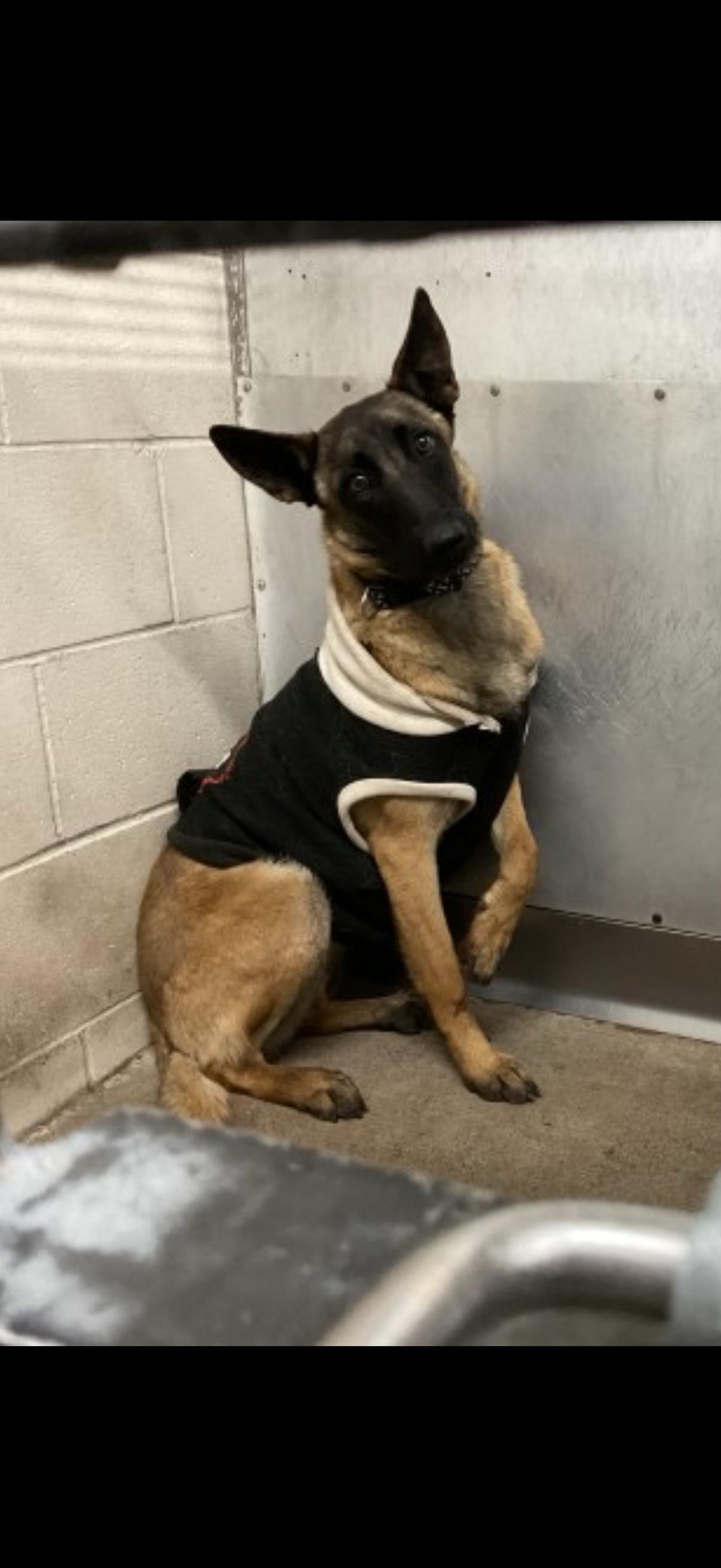 Enlarge Sierra, a Adoptable Belgian Shepherd / Malinois in San Diego, CA image 2/3