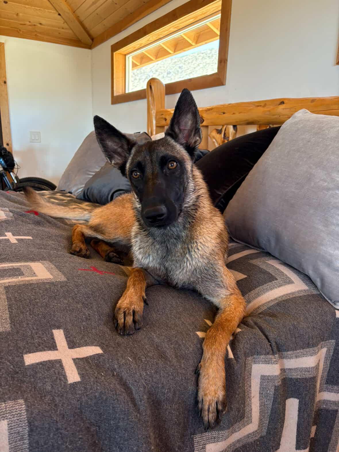 Enlarge Sierra, a Adoptable Belgian Shepherd / Malinois in San Diego, CA image 3/3