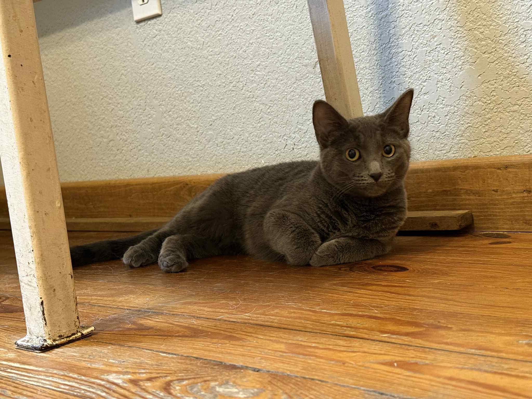 Maggie, Adoptable, Young Female Domestic Short Hair.