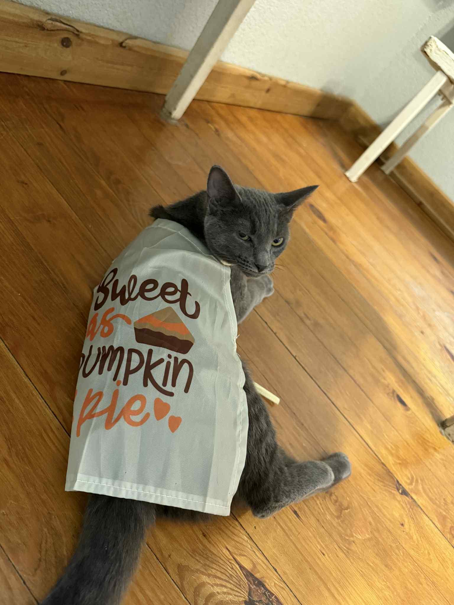 Enlarge Maggie, a Adoptable Domestic Short Hair in Park Hill, OK image 3/5