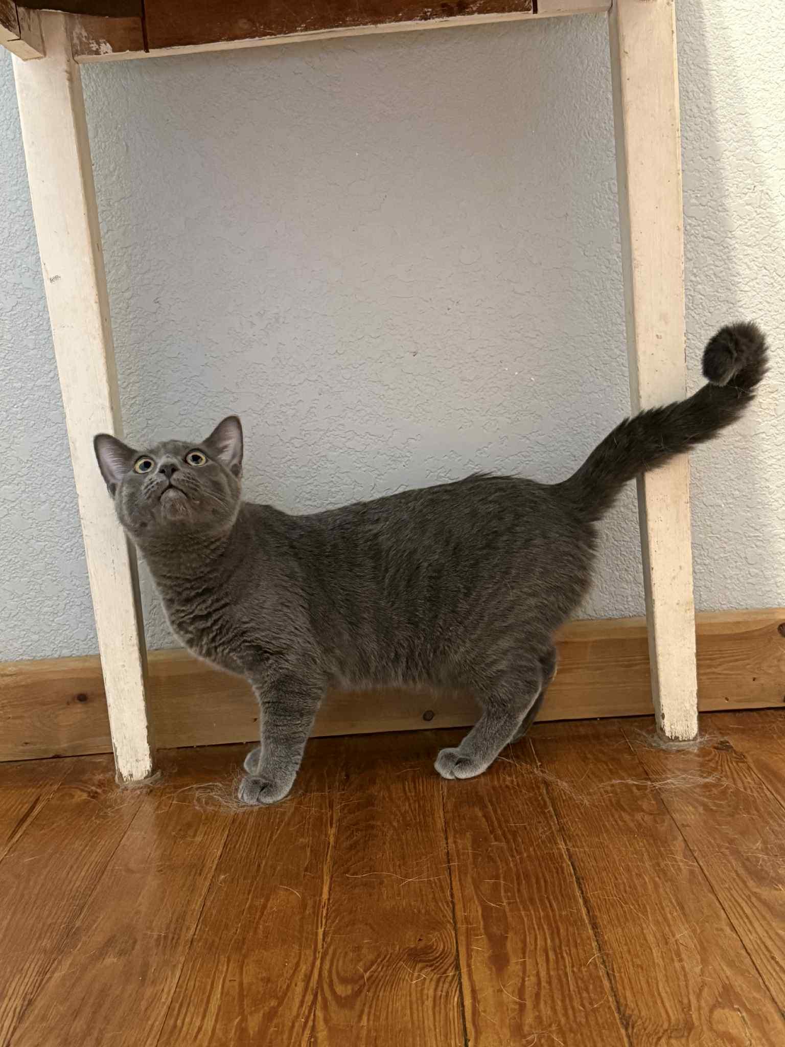 Enlarge Maggie, a Adoptable Domestic Short Hair in Park Hill, OK image 5/5