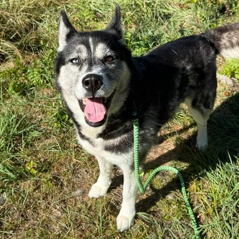 Enlarge Mika, a Adoptable Husky in Conway, NH image 1/6
