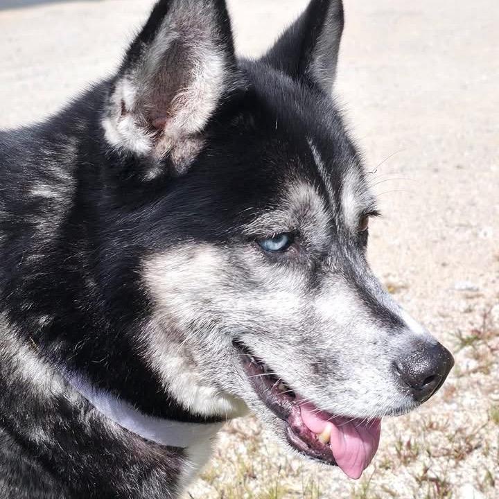 Mika, Adoptable, Senior Female Husky.