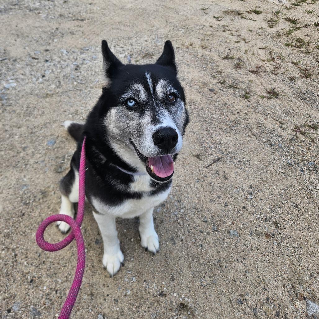 Enlarge Mika, a Adoptable Husky in Conway, NH image 2/6