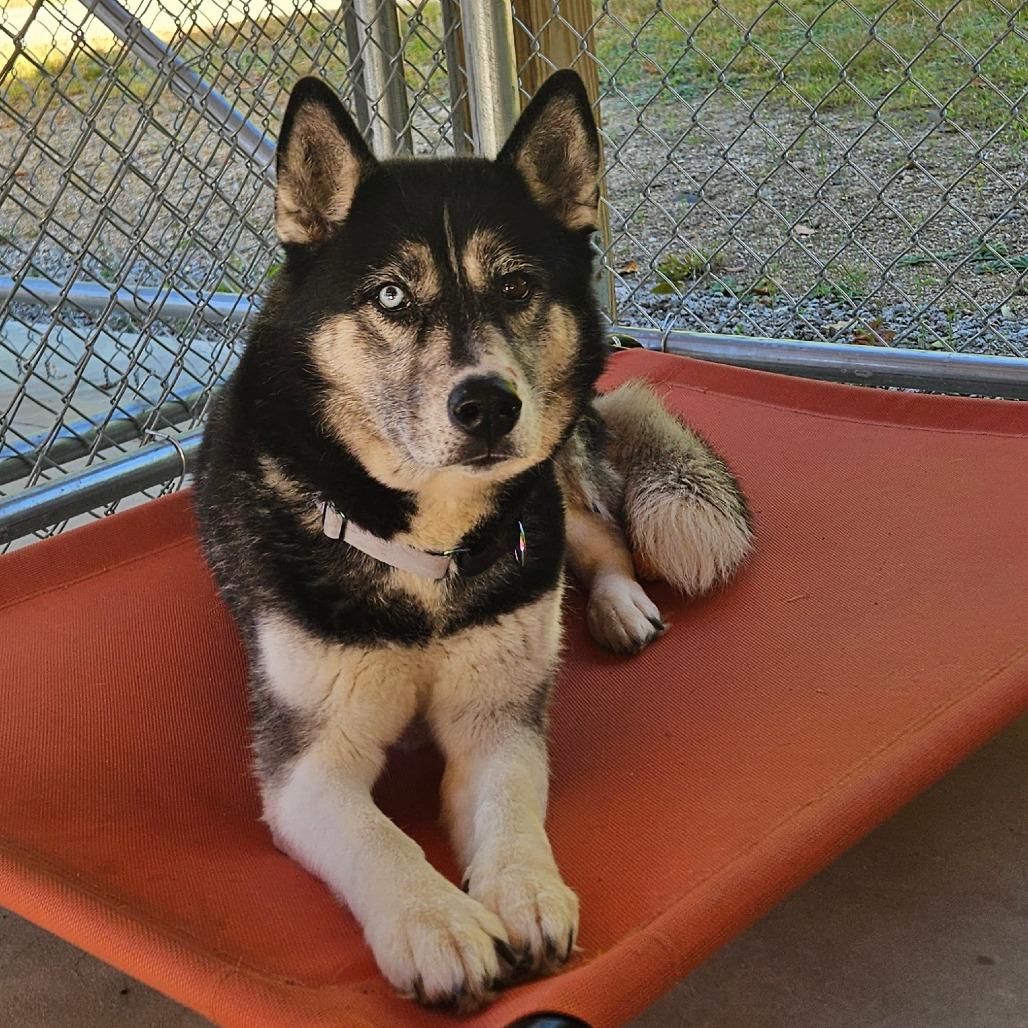 Enlarge Mika, a Adoptable Husky in Conway, NH image 3/6