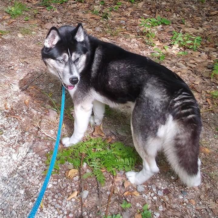 Enlarge Mika, a Adoptable Husky in Conway, NH image 4/6