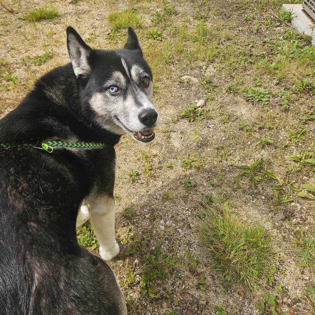 Enlarge Mika, a Adoptable Husky in Conway, NH image 5/6