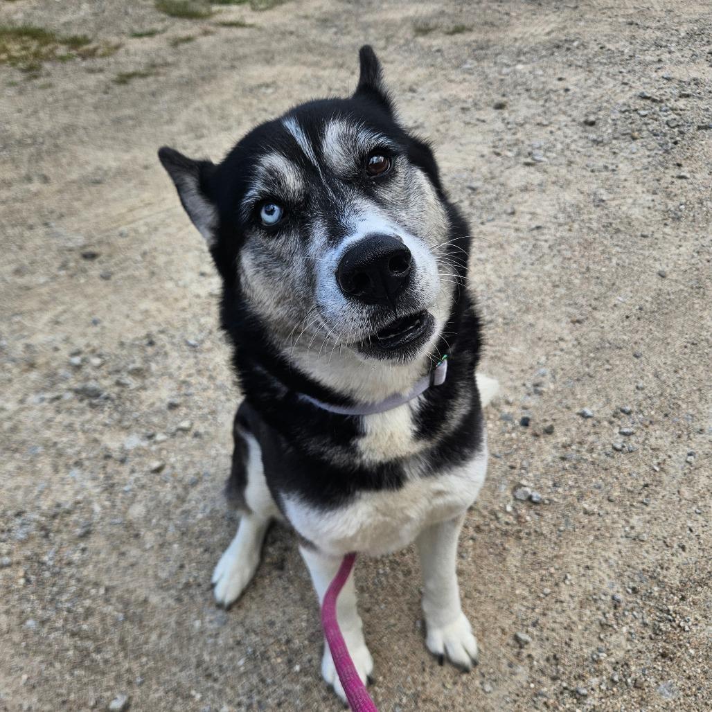 Enlarge Mika, a Adoptable Husky in Conway, NH image 6/6