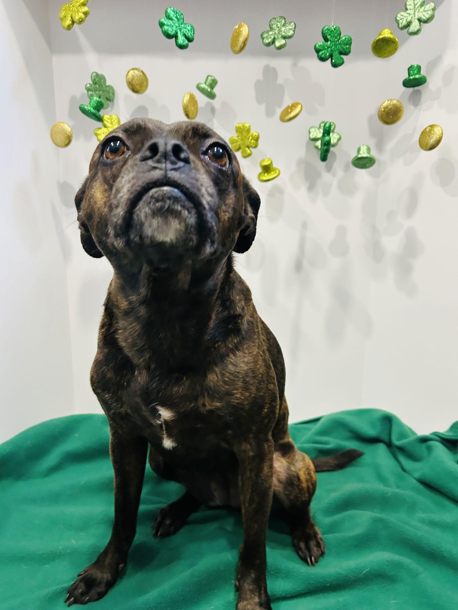 Taylor, Adoptable, Young Female Boston Terrier.