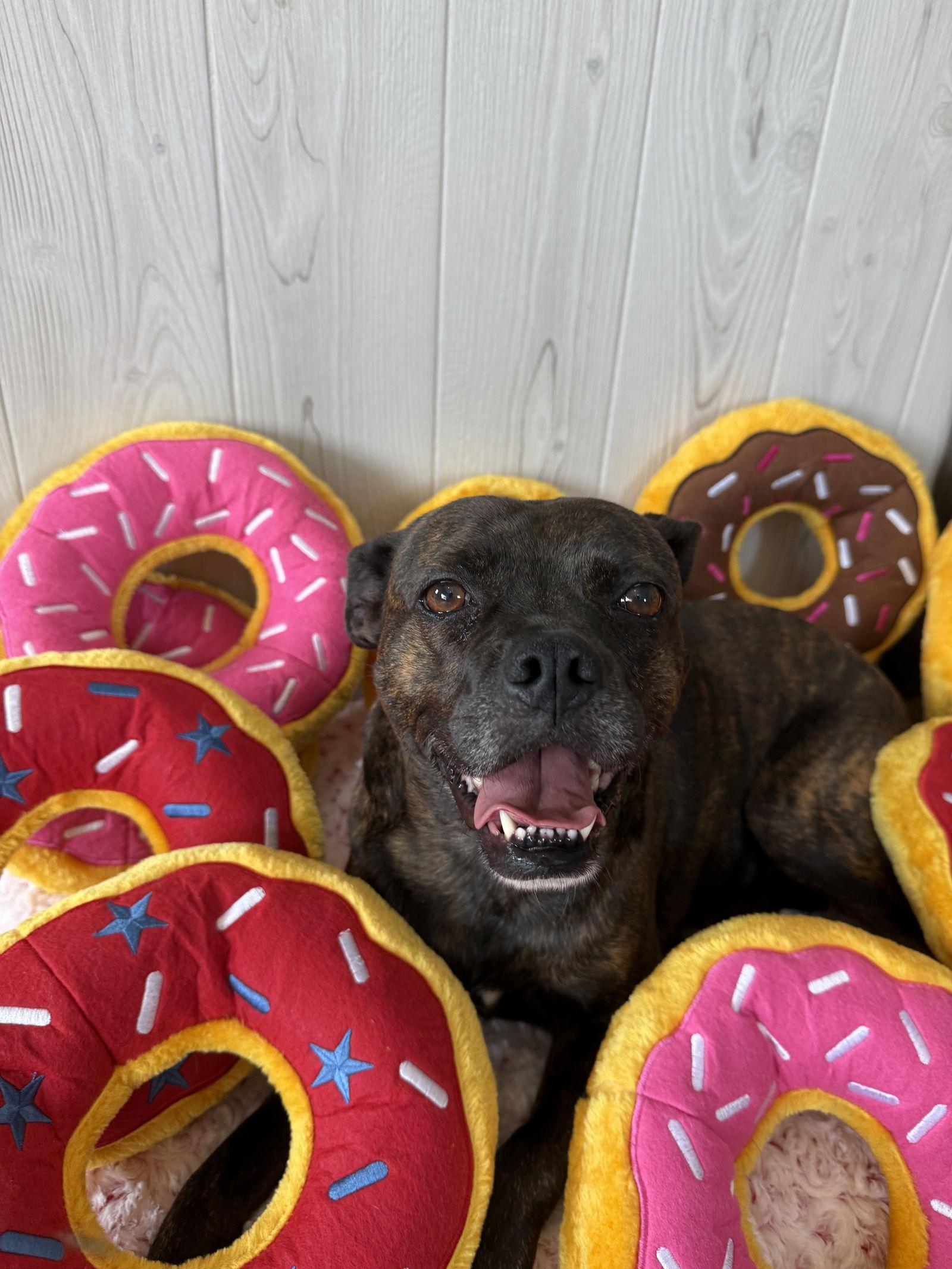 Taylor, a Adoptable Boston Terrier in Elizabethtown, PA image 1/6