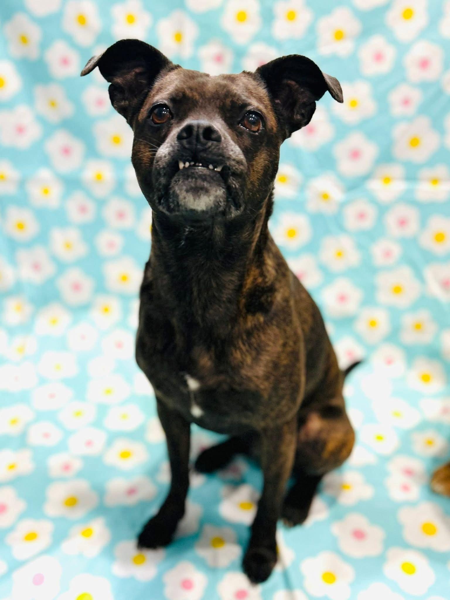 Taylor, Adoptable, Young Female Boston Terrier.