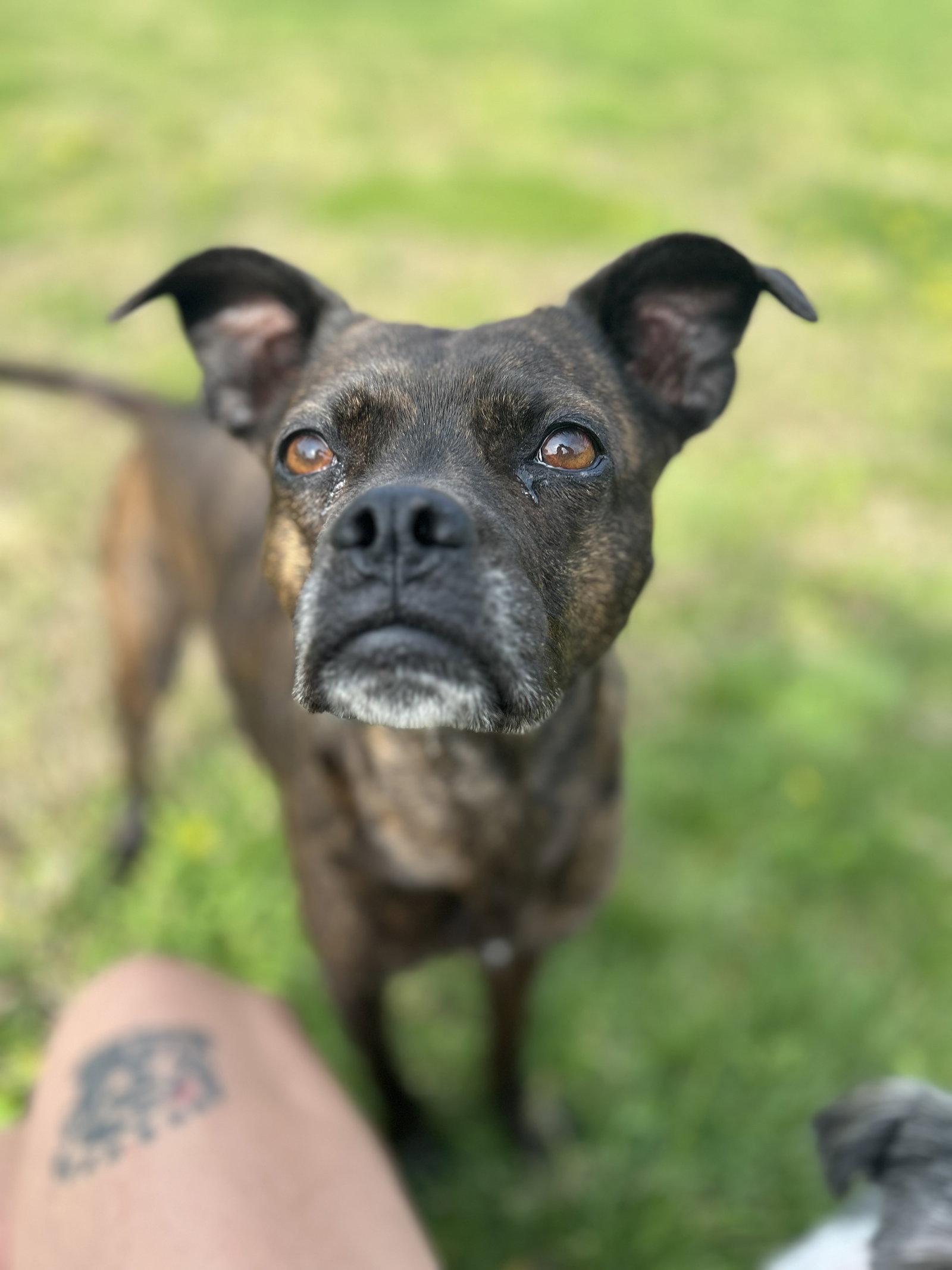 Enlarge Taylor, a Adoptable Boston Terrier in Elizabethtown, PA image 2/3
