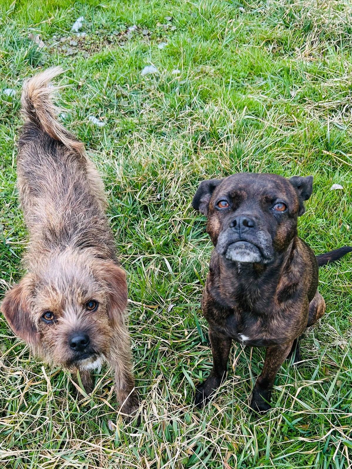 Enlarge Taylor, a Adoptable Boston Terrier in Elizabethtown, PA image 3/3