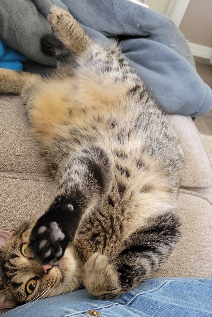 Zada, Adoptable, Young Female Manx & Domestic Short Hair.